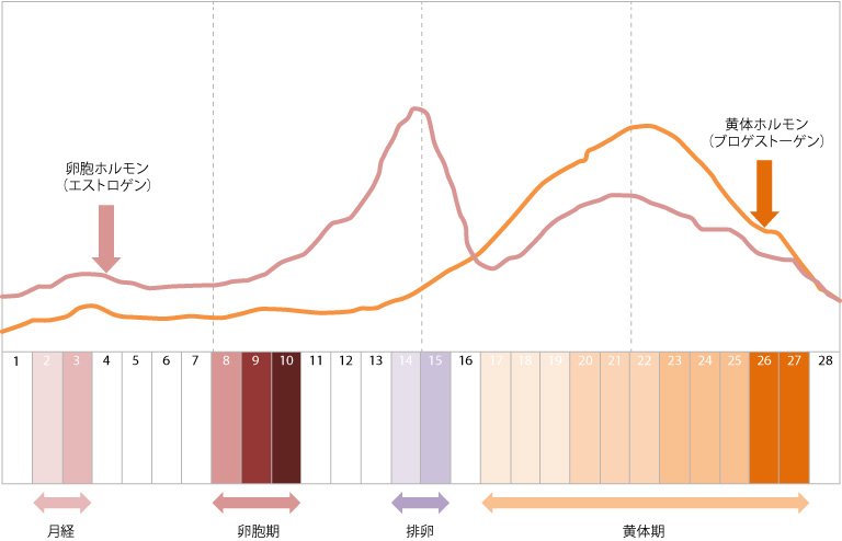 生理 周期 と は